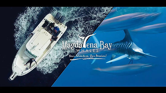 Magdalena Bay Marlin Eco Adventure Tours